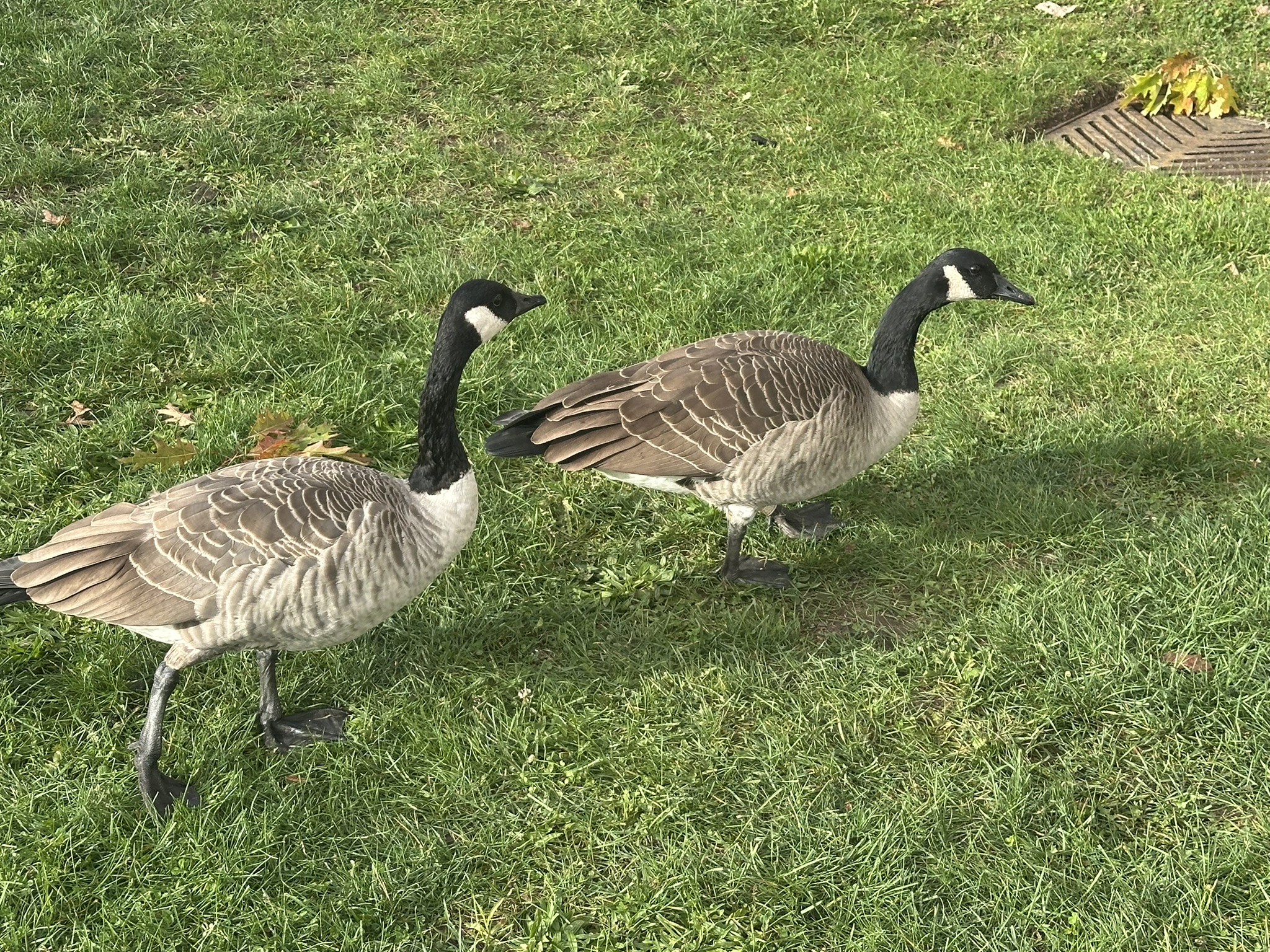 Canada Geese