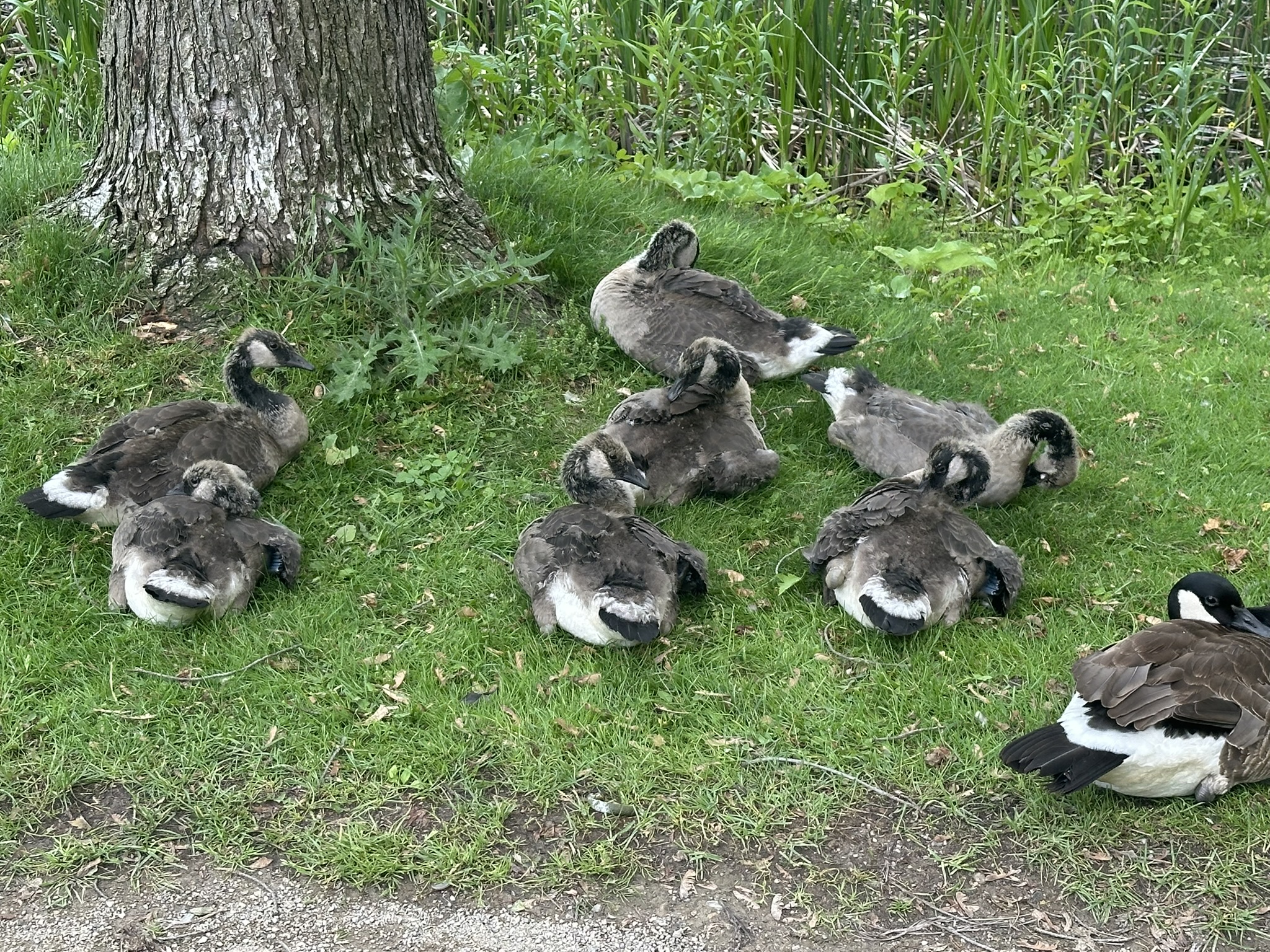 Teenage Geese