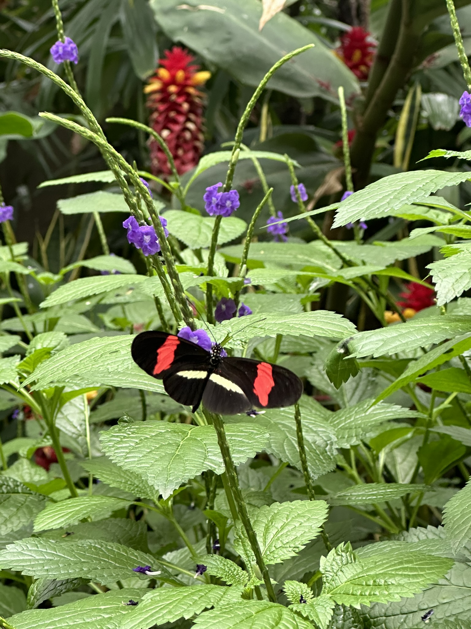 Butterfly Conservatory